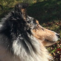 sheltie.ryo  Pinelands Shelties - Sally