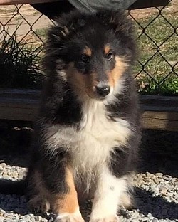 Kole