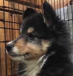 Kole